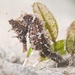 Observation photo