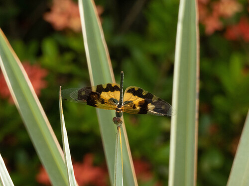 Common Picture Wing