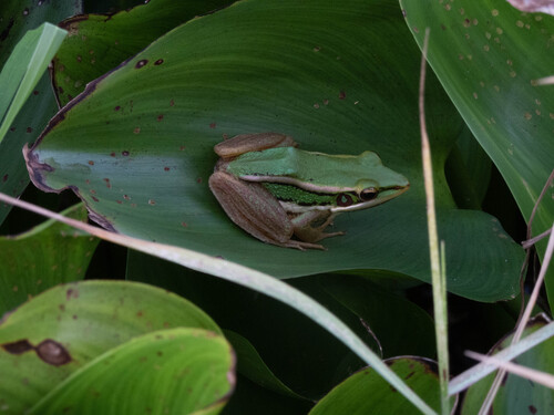 Green Paddy Frog