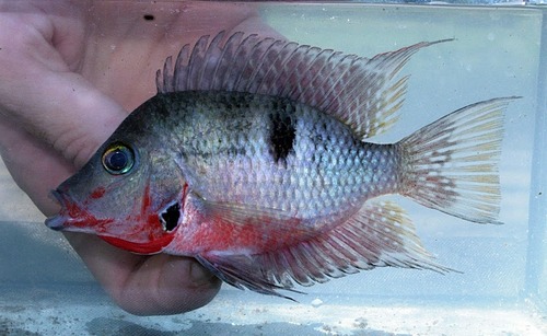 Firemouth Cichlid