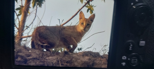 Jungle Cat