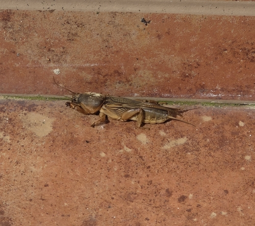Vineyard Mole-cricket