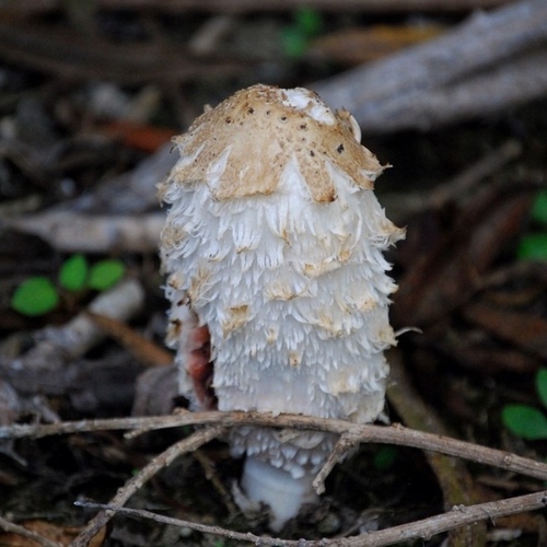 iNaturalist observation photo of Shaggy Mane