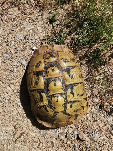 Hermann's Tortoise