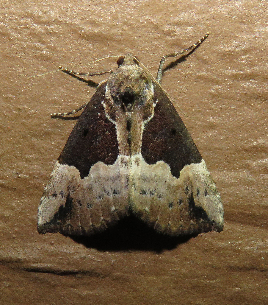 Dimorphic Snout from Fentress County, TN, USA on May 17, 2026 at 05:39 ...