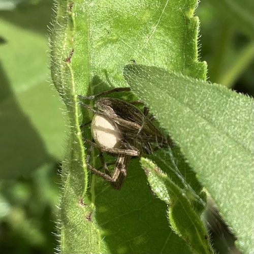 European Nursery Web spider