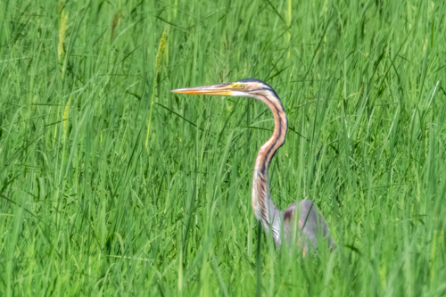 Purple Heron
