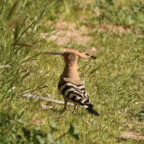 Common Hoopoe