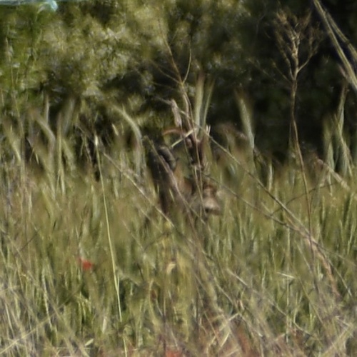 Western Roe Deer
