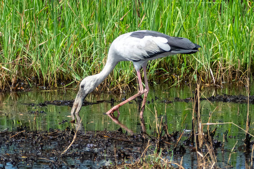 Asian Openbill