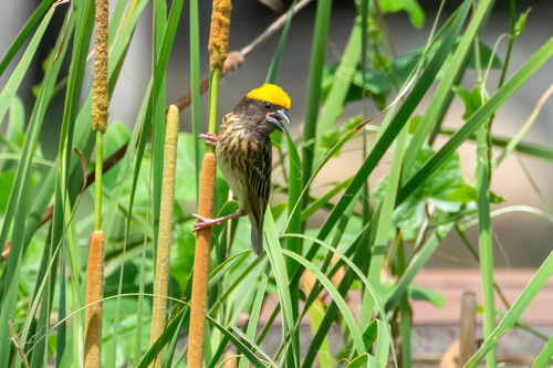 Streaked Weaver