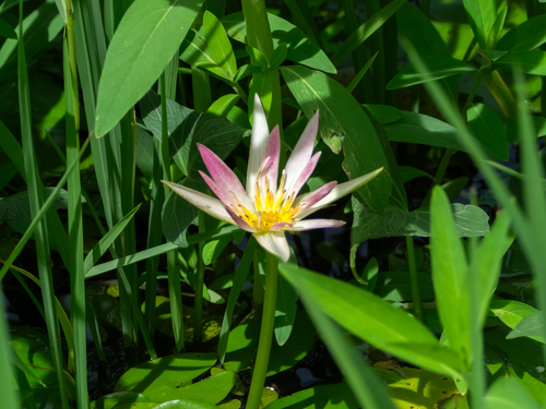 Day Waterlily