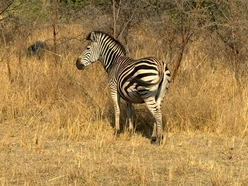 Chapman's Zebra
