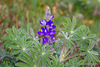 Sandplain Lupine - Photo (c) Luis Lopes Silva, all rights reserved, uploaded by Luis Lopes Silva