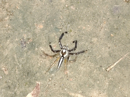 Two-striped Telamonia