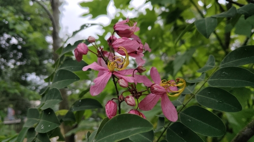 Java Cassia