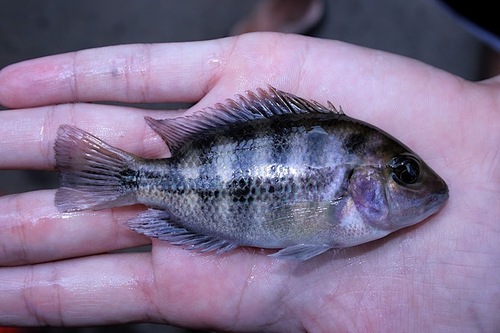 Blackstripe Cichlid