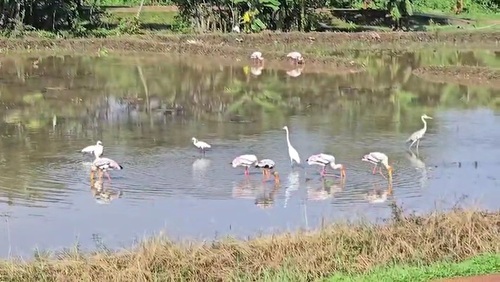 Painted Stork