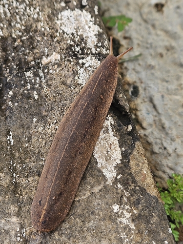 Cuban Leaf Slug