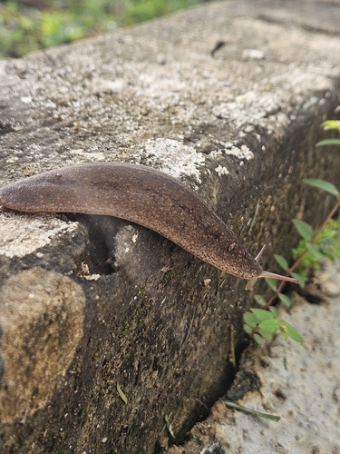 Cuban Leaf Slug