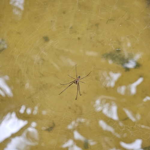 Leucauge argyra