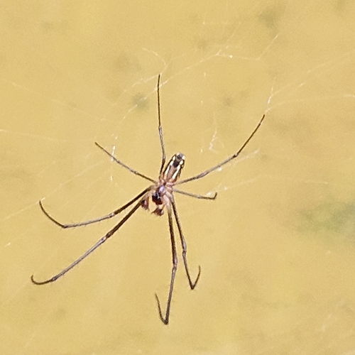 Leucauge argyra