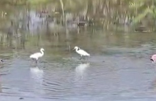 Little Egret