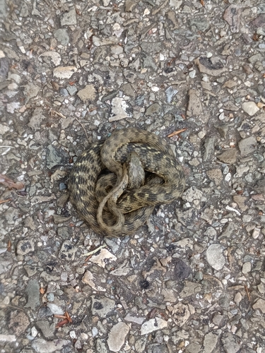 Viperine Snake