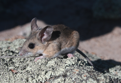 Merriam's Piñon Mouse
