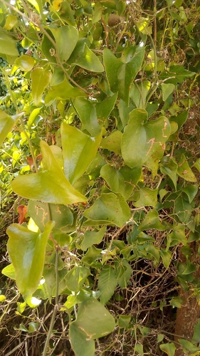Rough Bindweed