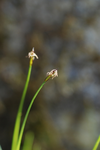 Small-needle sedge (Carex hakonensis)