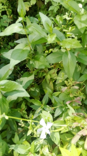 Intermediate Periwinkle