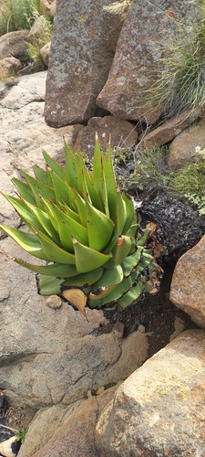 snake aloe