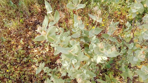 Grey-leaved Cistus