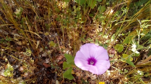 Mallow Bindweed