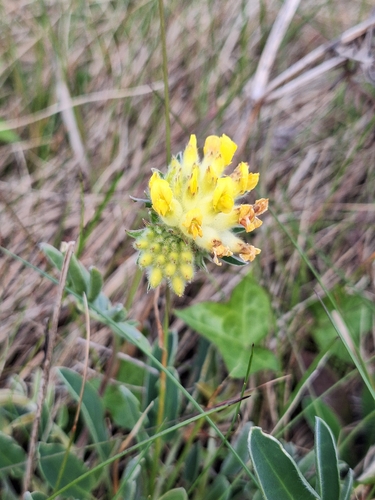 Common Kidney-Vetch