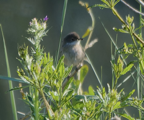 Greater Whitethroat