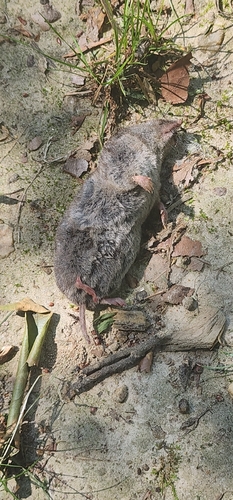 Southern Short-tailed Shrew observed by marytschopp