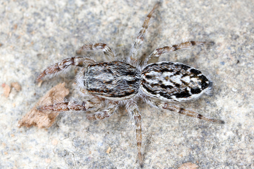 Pseudicius encarpatus