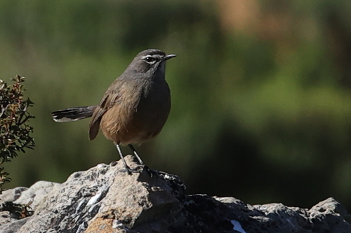 Karoo Scrub-Robin