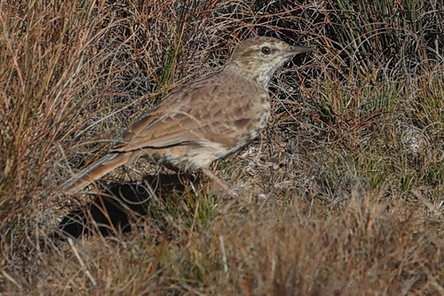 Eastern Long-billed Lark
