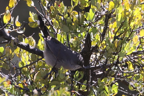 Layard's Warbler