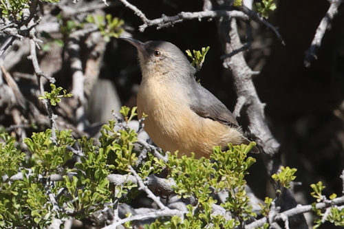 Long-billed Crombec