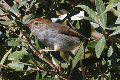 Piping Cisticola