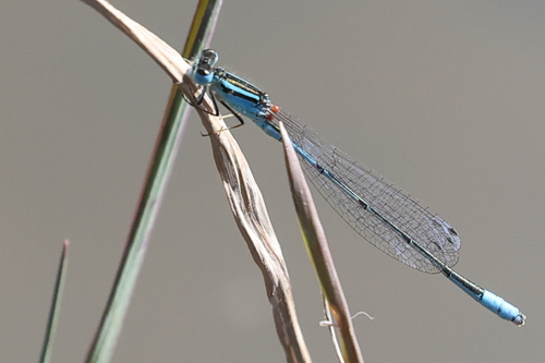Swamp Bluet