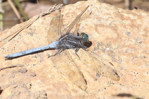 Two-striped Skimmer