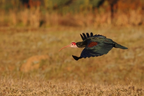 Southern Bald Ibis