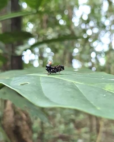 Leistotrophus versicolor