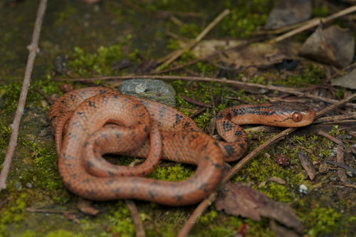 Boulenger's Slug Snake