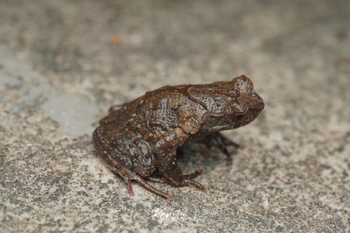 Xianju Horned Toad